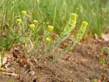 Alyssum variety desertorum