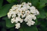 Viburnum lantana