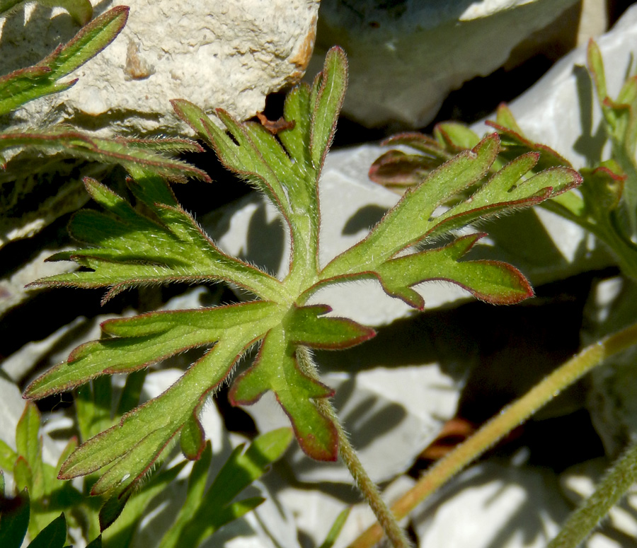 Изображение особи Geranium dissectum.