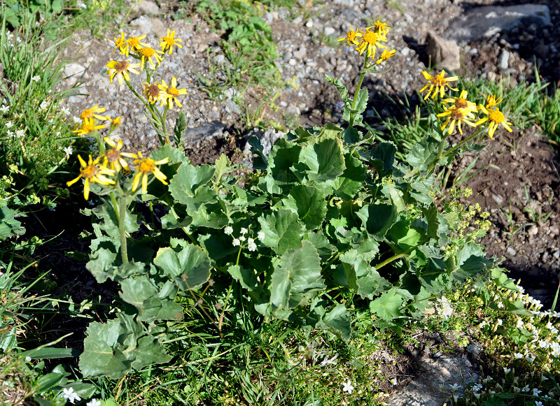 Image of Senecio taraxacifolius specimen.