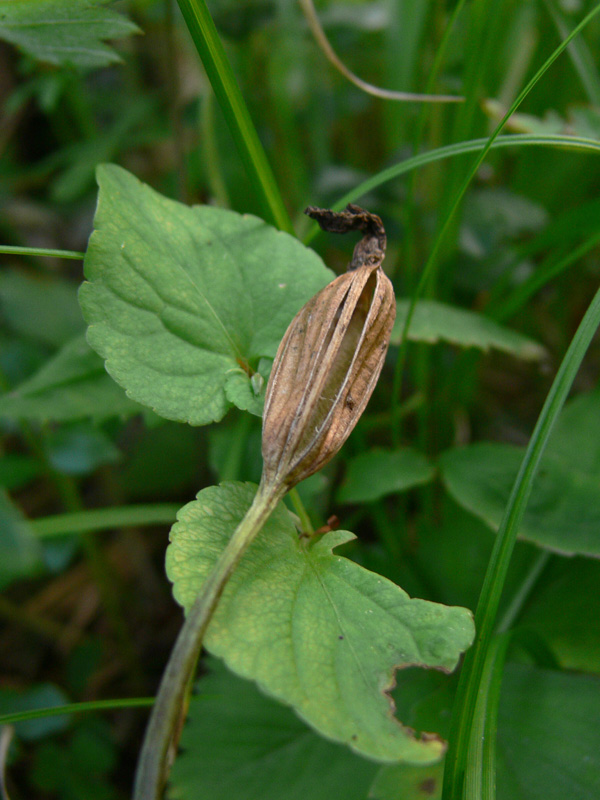 Изображение особи Calypso bulbosa.