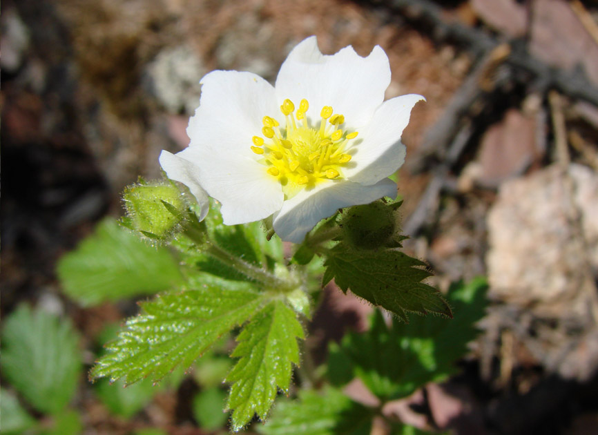 Image of Potentilla inquinans specimen.