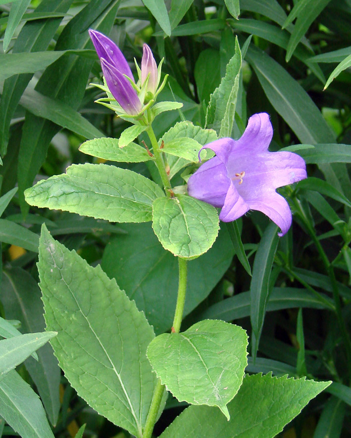 Image of Campanula latifolia specimen.