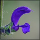 Salvia pratensis. Цветок. Чешская респ., Южная Моравия, национальный природный резерват Děvín-Kotel-Soutěska, 02.05.2008.