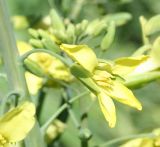 Brassica oleracea разновидность capitata. Цветок. Восточный Казахстан, Уланский р-н, с. Украинка, дачный участок. 06.06.2007.