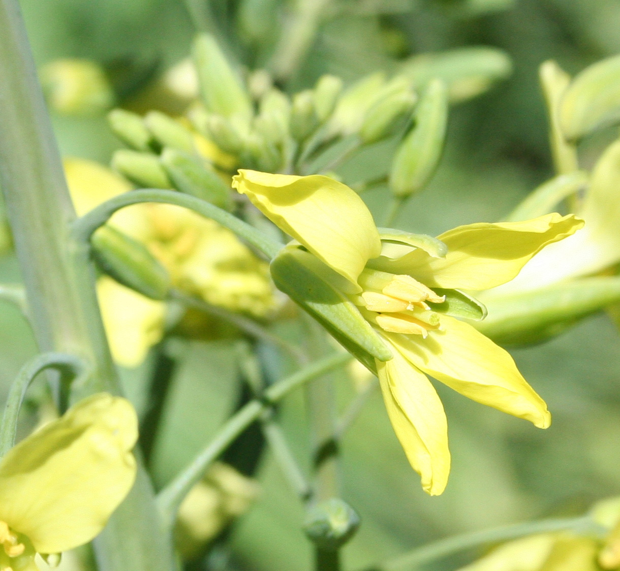 Image of Brassica oleracea var. capitata specimen.