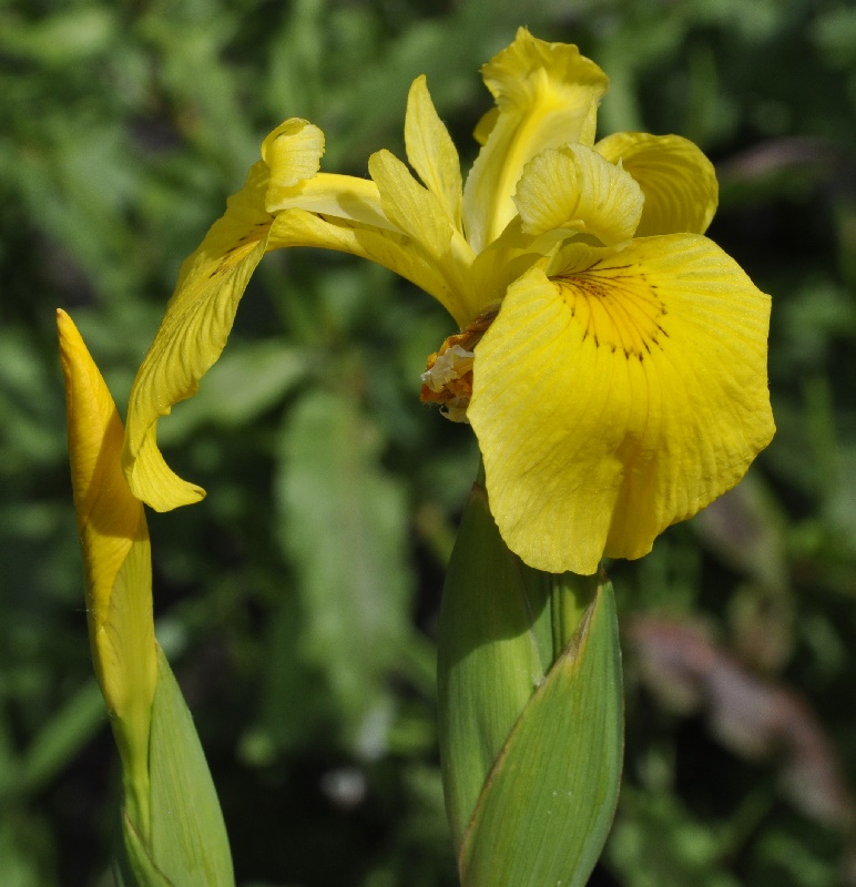 Image of Iris pseudacorus specimen.