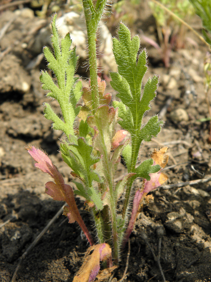 Image of Papaver stevenianum specimen.