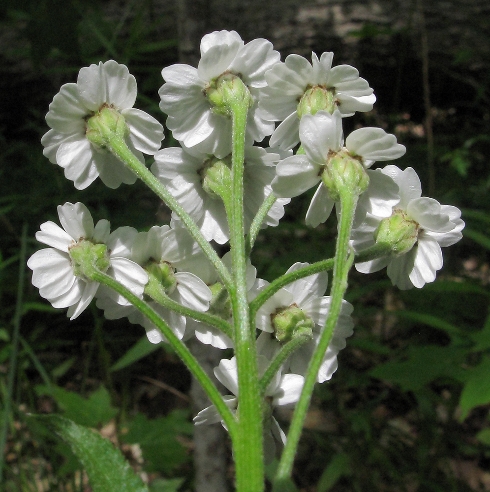 Image of Achillea biserrata specimen.