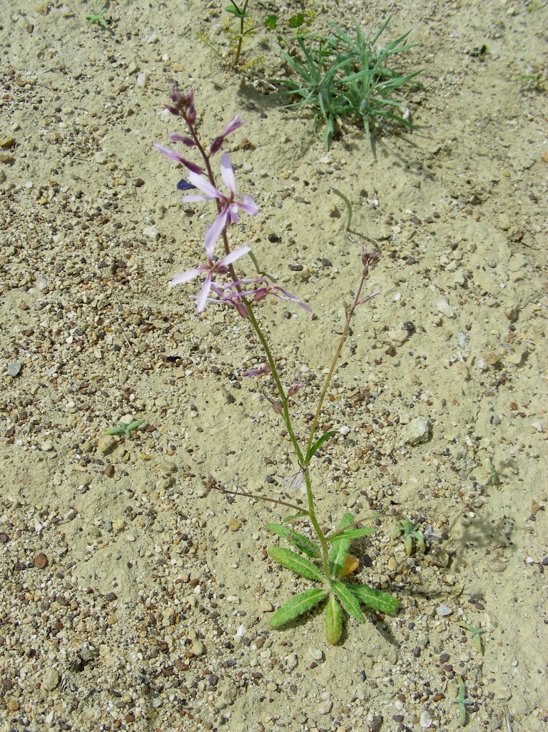 Image of genus Strigosella specimen.