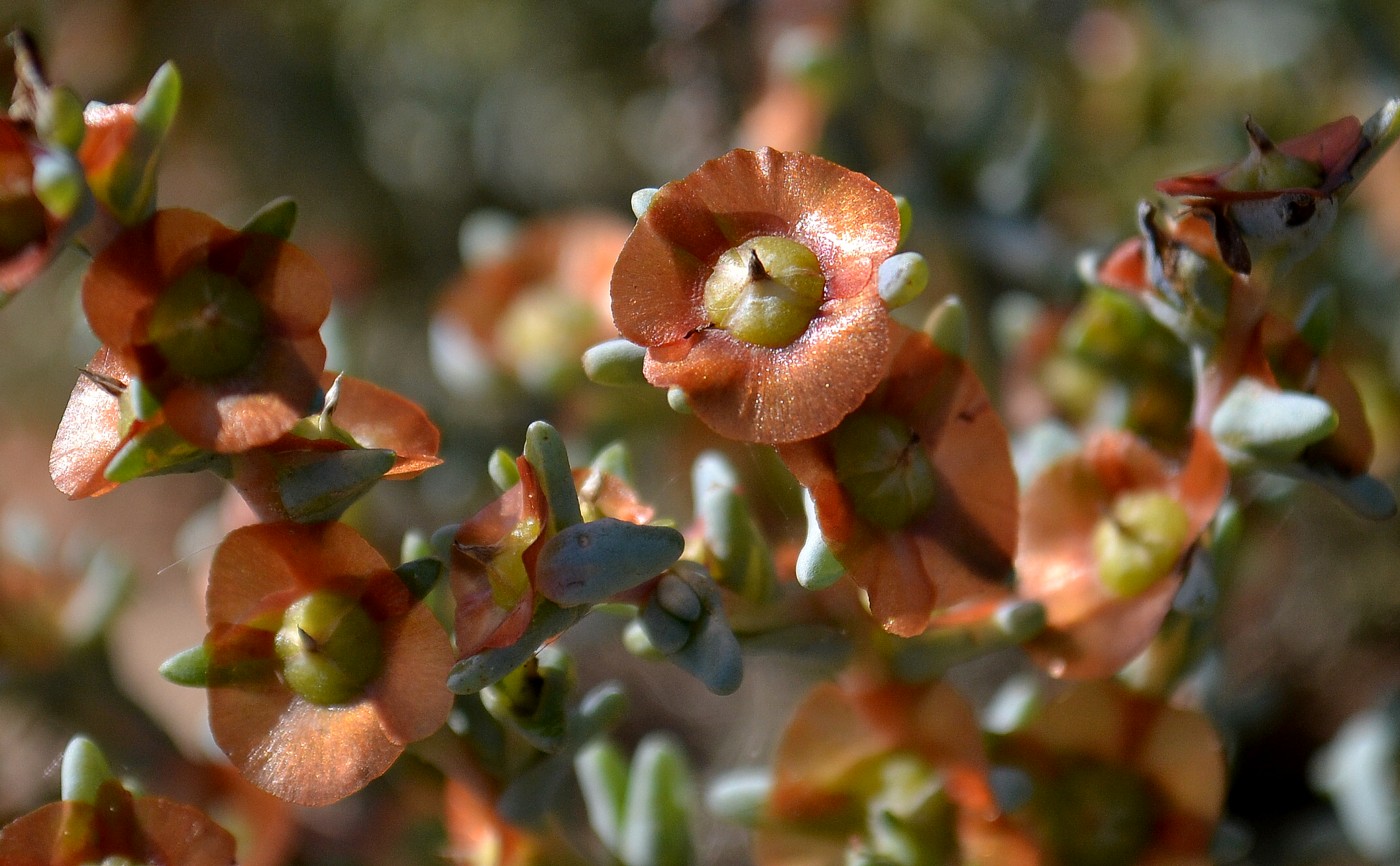 Image of Salsola acutifolia specimen.