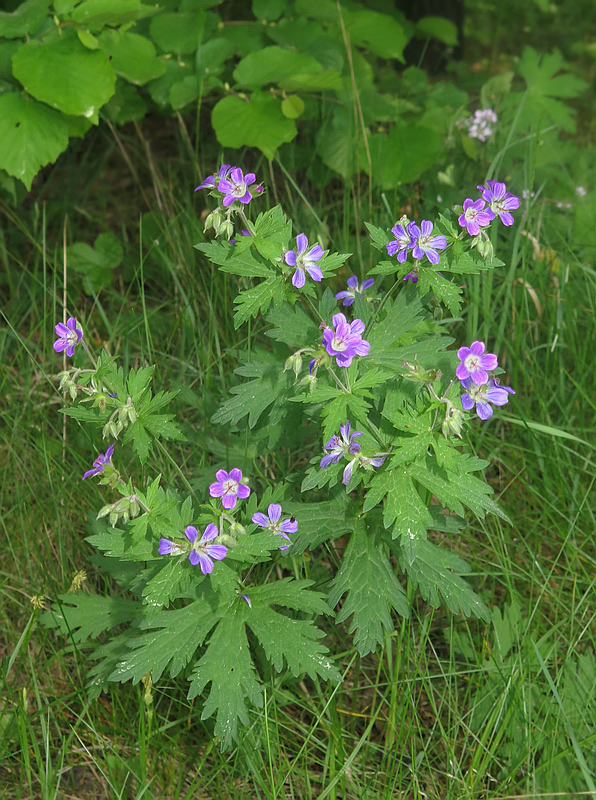 Image of Geranium sylvaticum specimen.