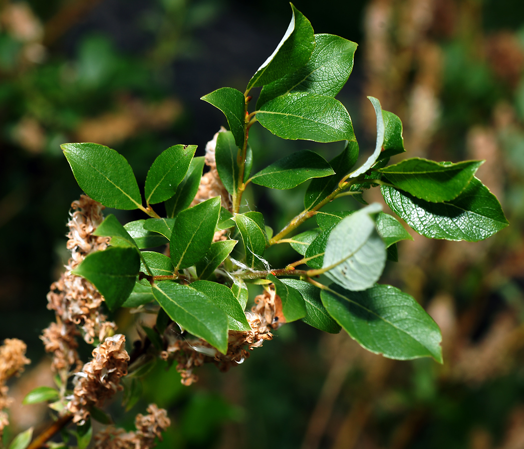 Изображение особи Salix starkeana.