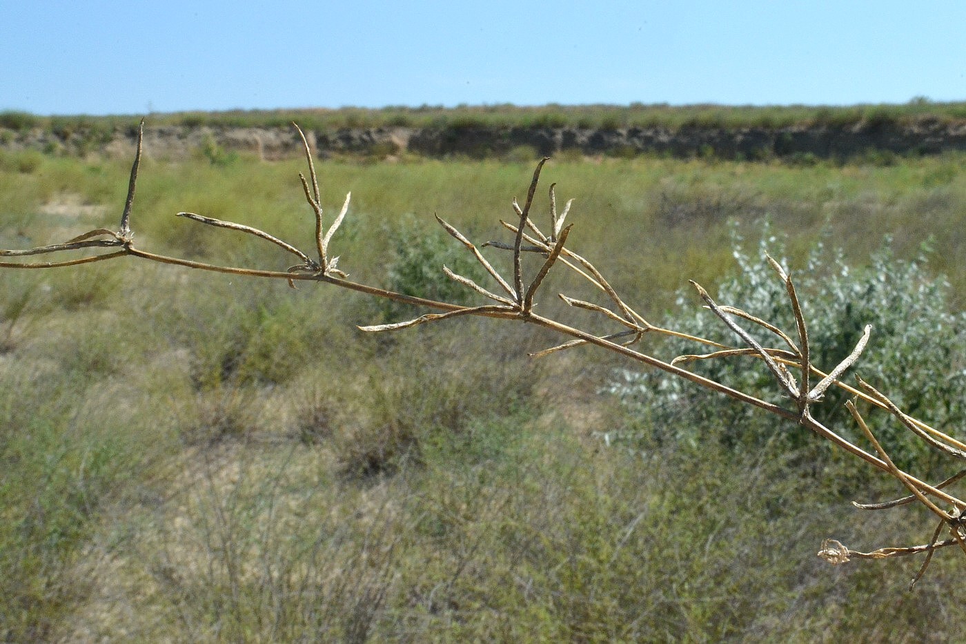 Изображение особи Trigonella striata.