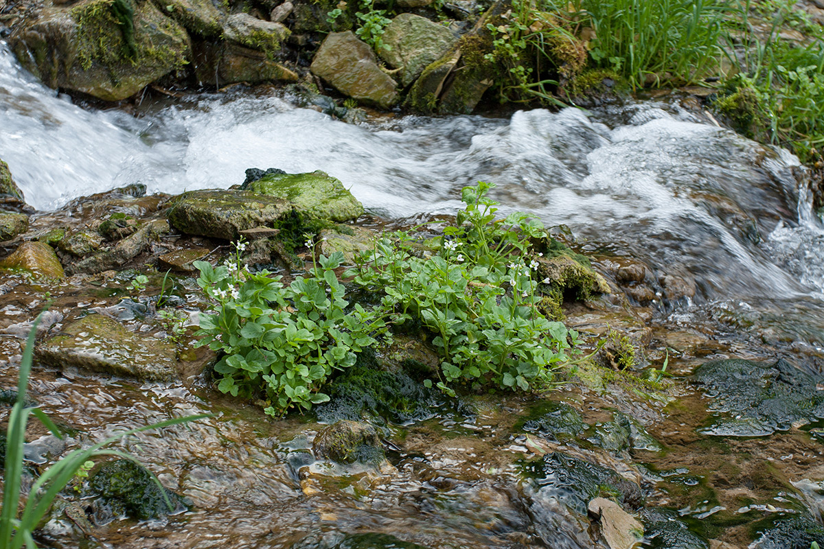 Image of Cardamine amara specimen.