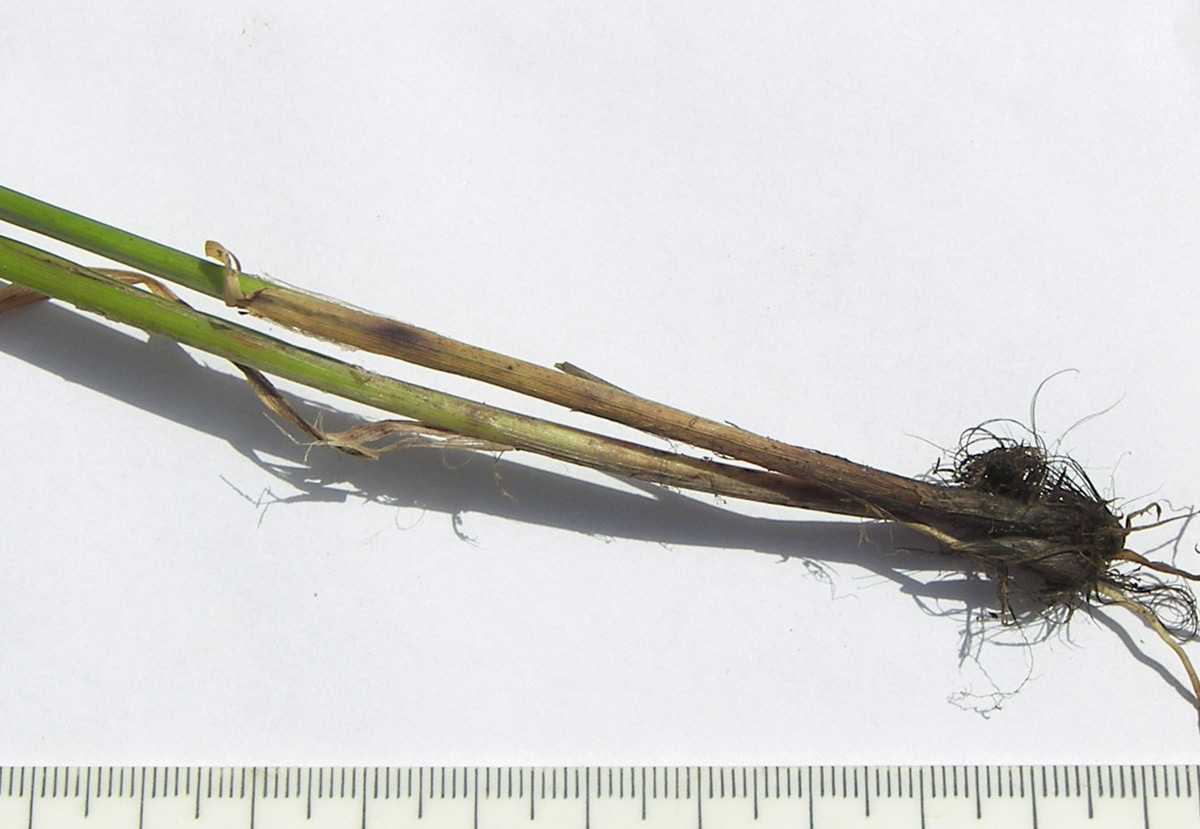 Image of genus Carex specimen.