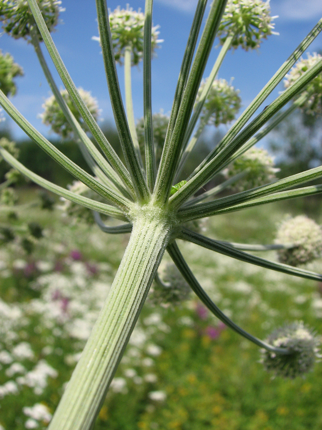 Изображение особи Angelica sylvestris.