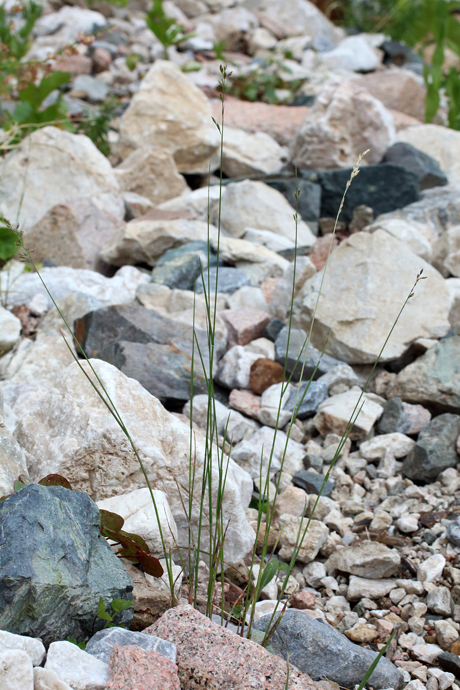 Image of Poa relaxa specimen.