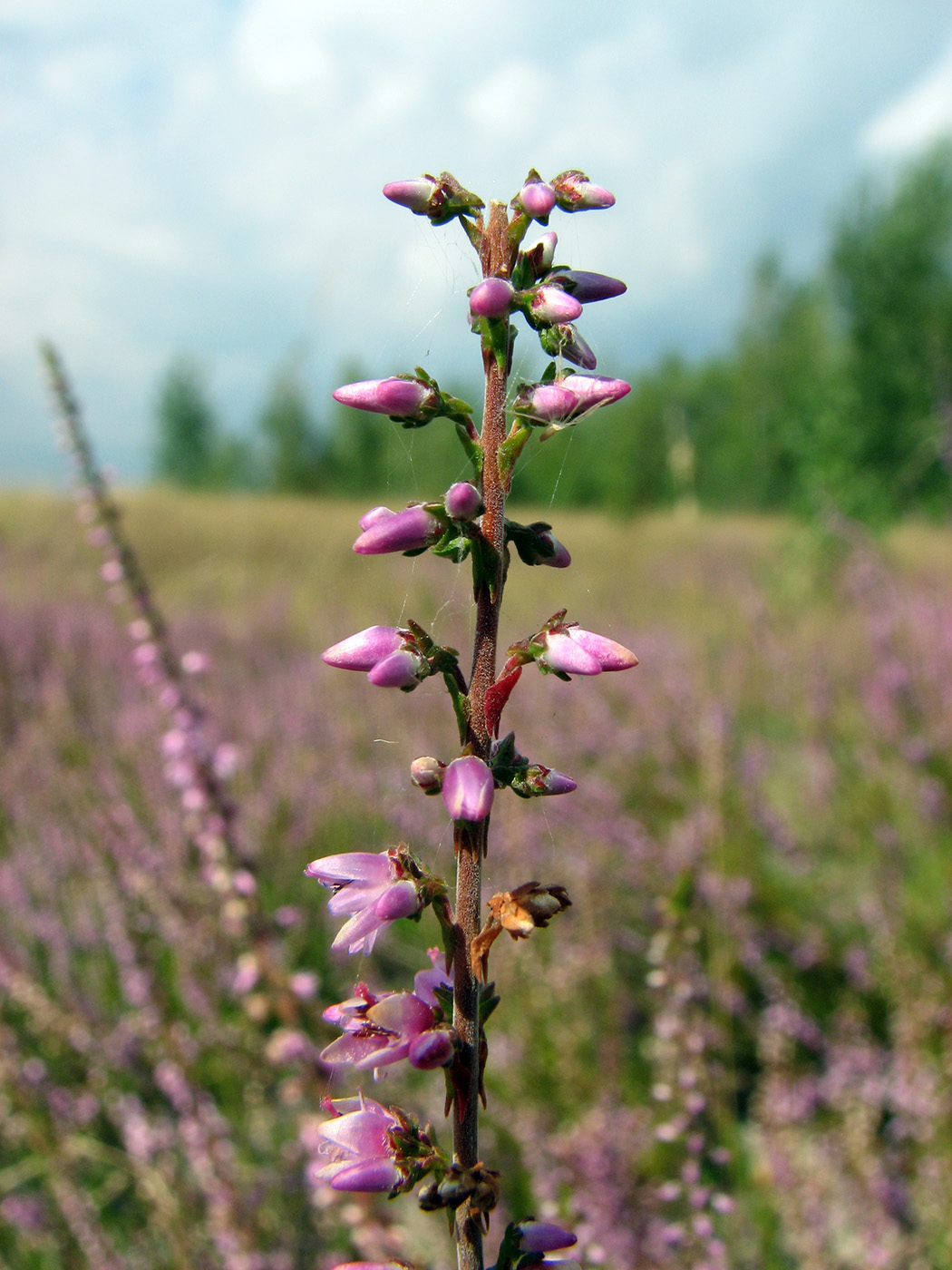 Image of Calluna vulgaris specimen.