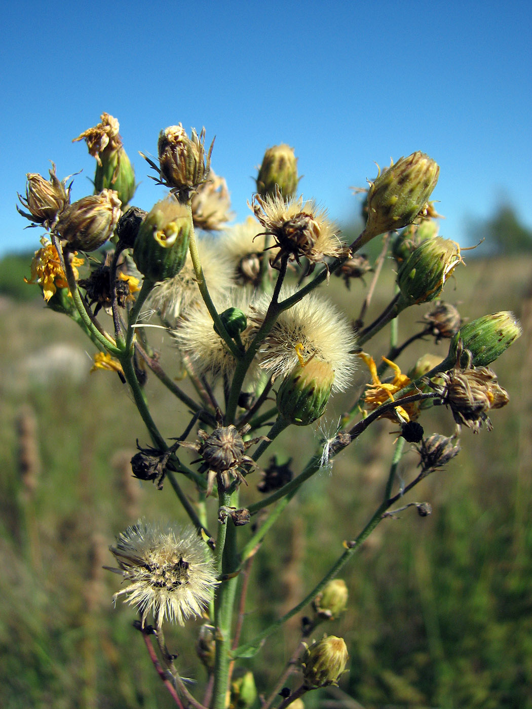 Image of Hieracium umbellatum specimen.