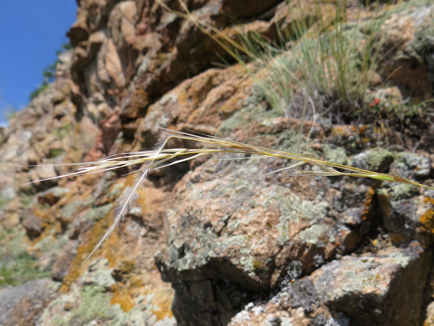 Image of Stipa orientalis specimen.