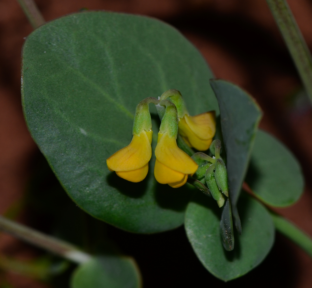 Image of Coronilla scorpioides specimen.