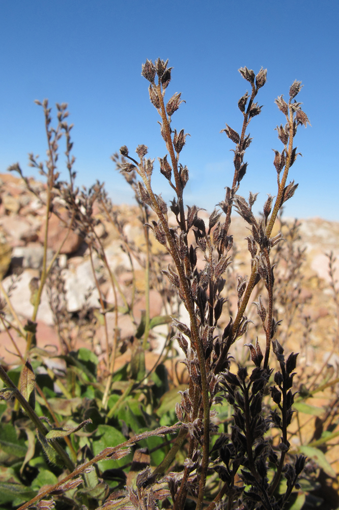 Изображение особи Myosotis alpestris.