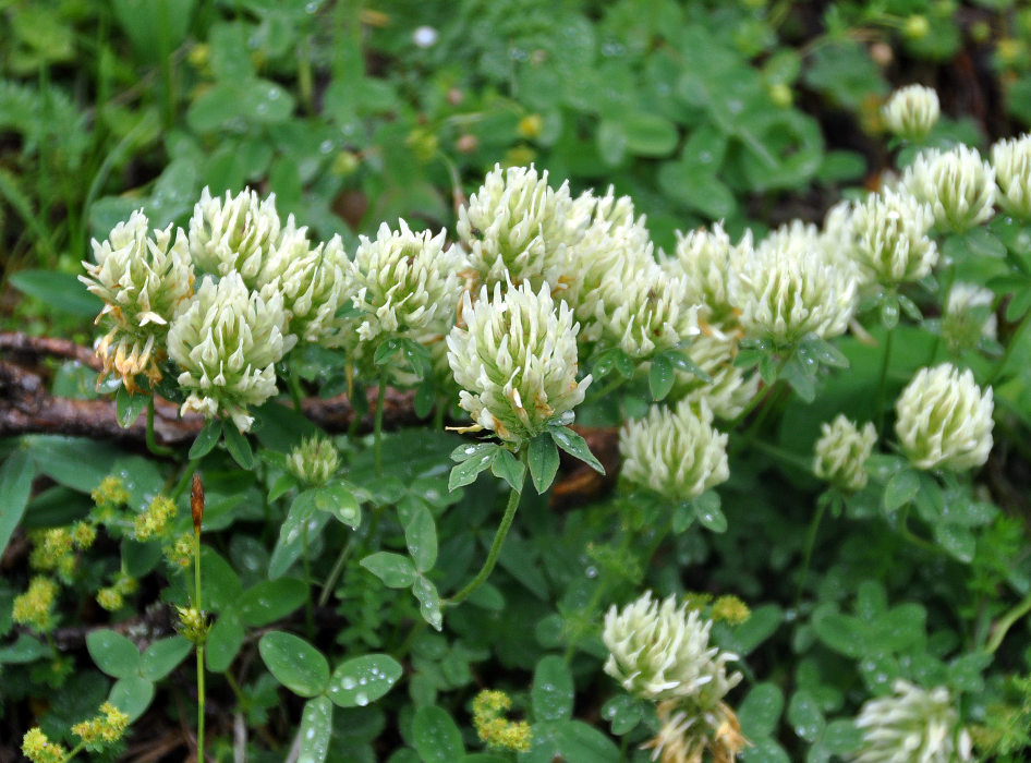 Image of Trifolium canescens specimen.