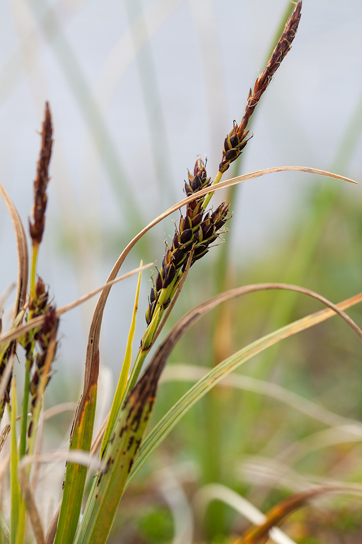 Изображение особи Carex bigelowii.