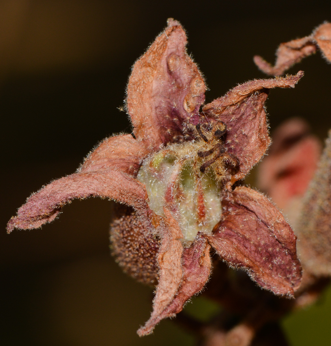 Изображение особи Brachychiton bidwillii.