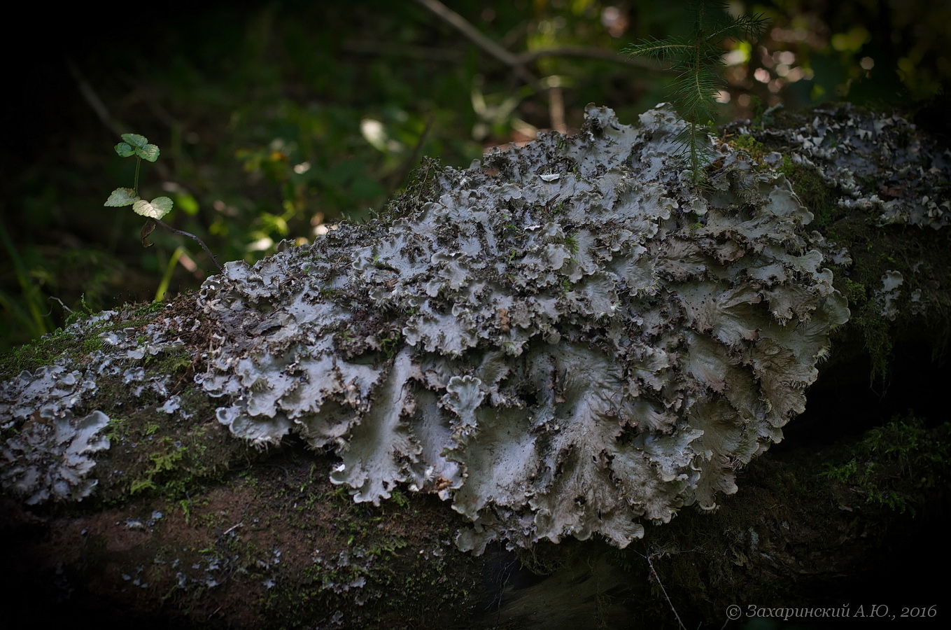 Image of Peltigera praetextata specimen.