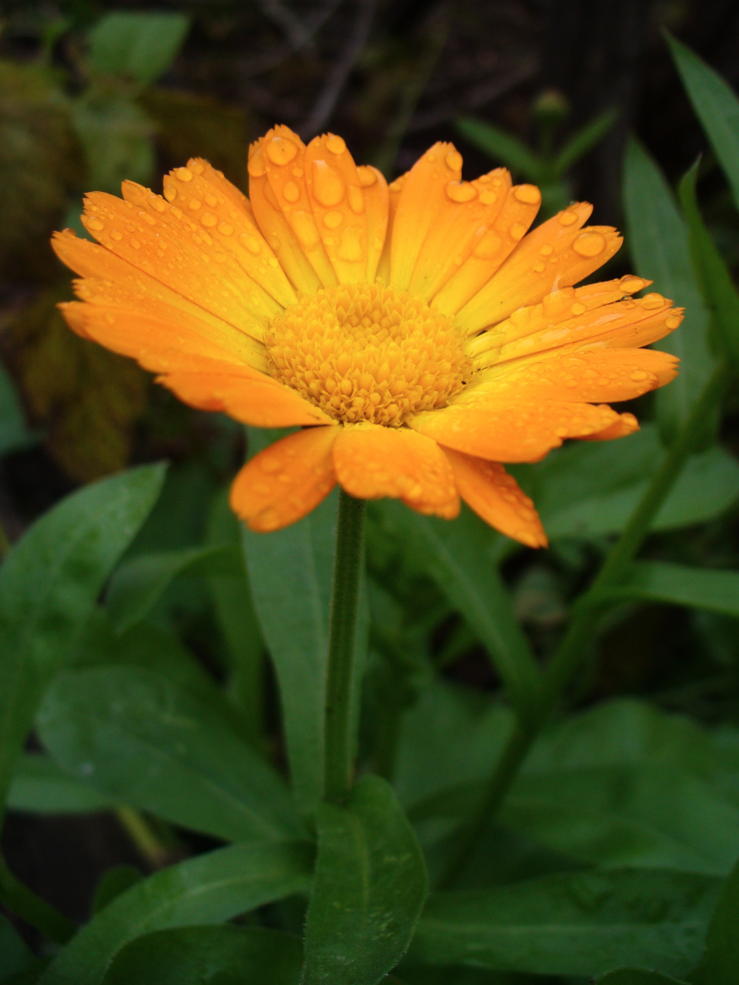 Изображение особи Calendula officinalis.