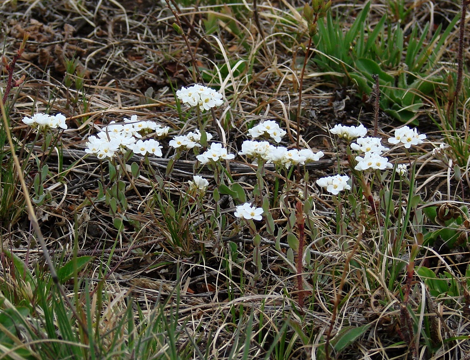 Image of Noccaea cochleariformis specimen.