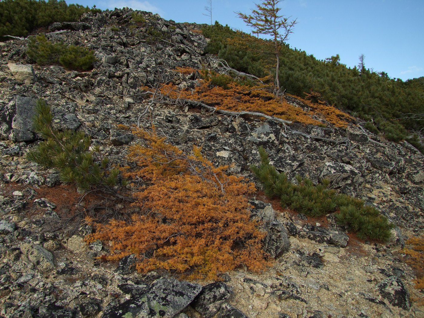 Image of Larix cajanderi specimen.