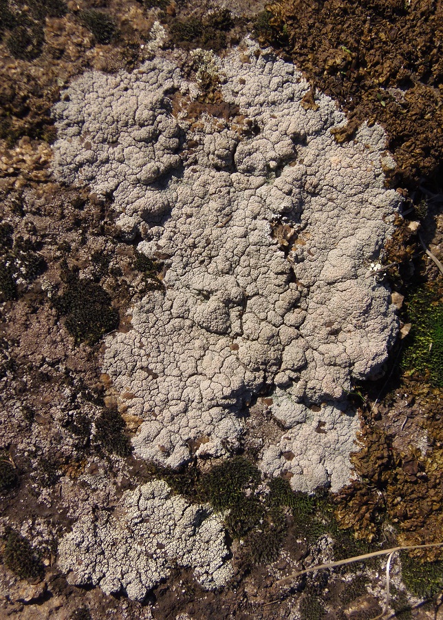 Image of class Lecanoromycetes specimen.