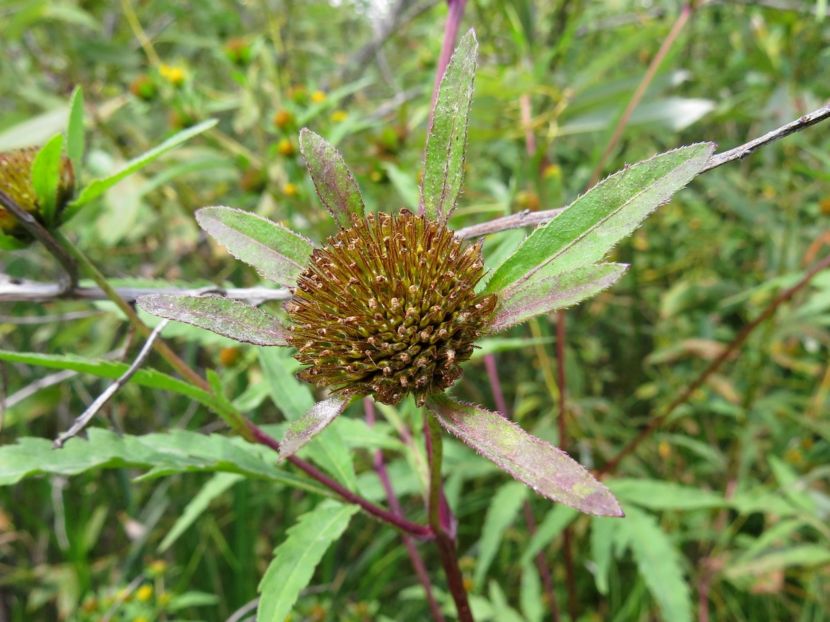 Image of Bidens tripartita specimen.