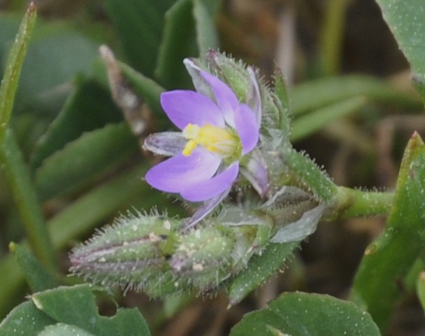 Image of Spergularia rubra specimen.