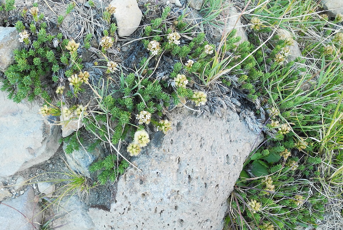 Image of Nassauvia glomerata specimen.