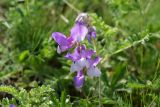 Vicia sosnowskyi