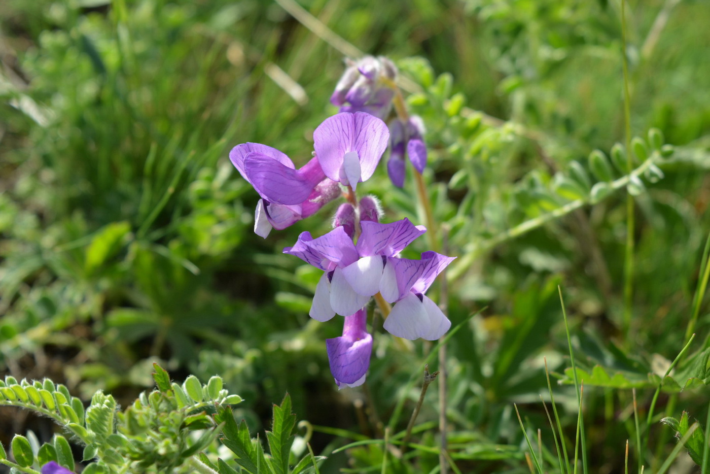 Image of Vicia sosnowskyi specimen.