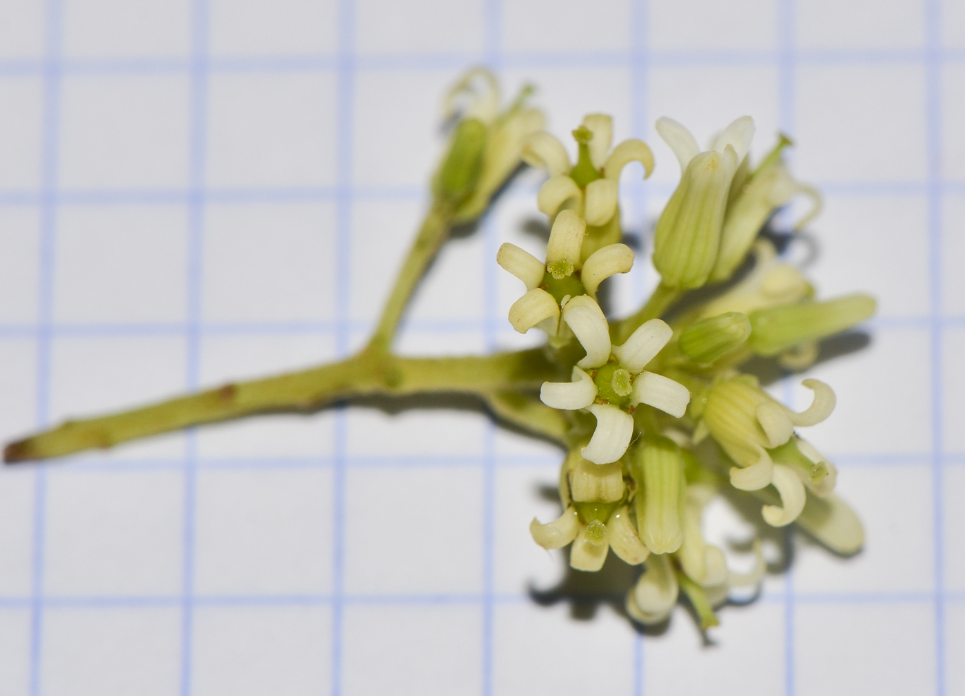 Image of Bontia daphnoides specimen.