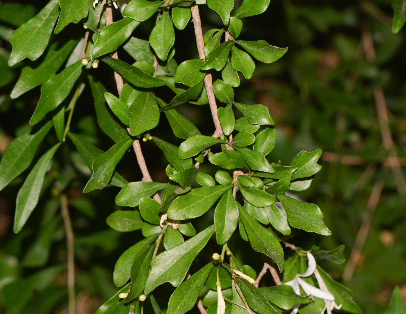 Image of Turraea obtusifolia specimen.