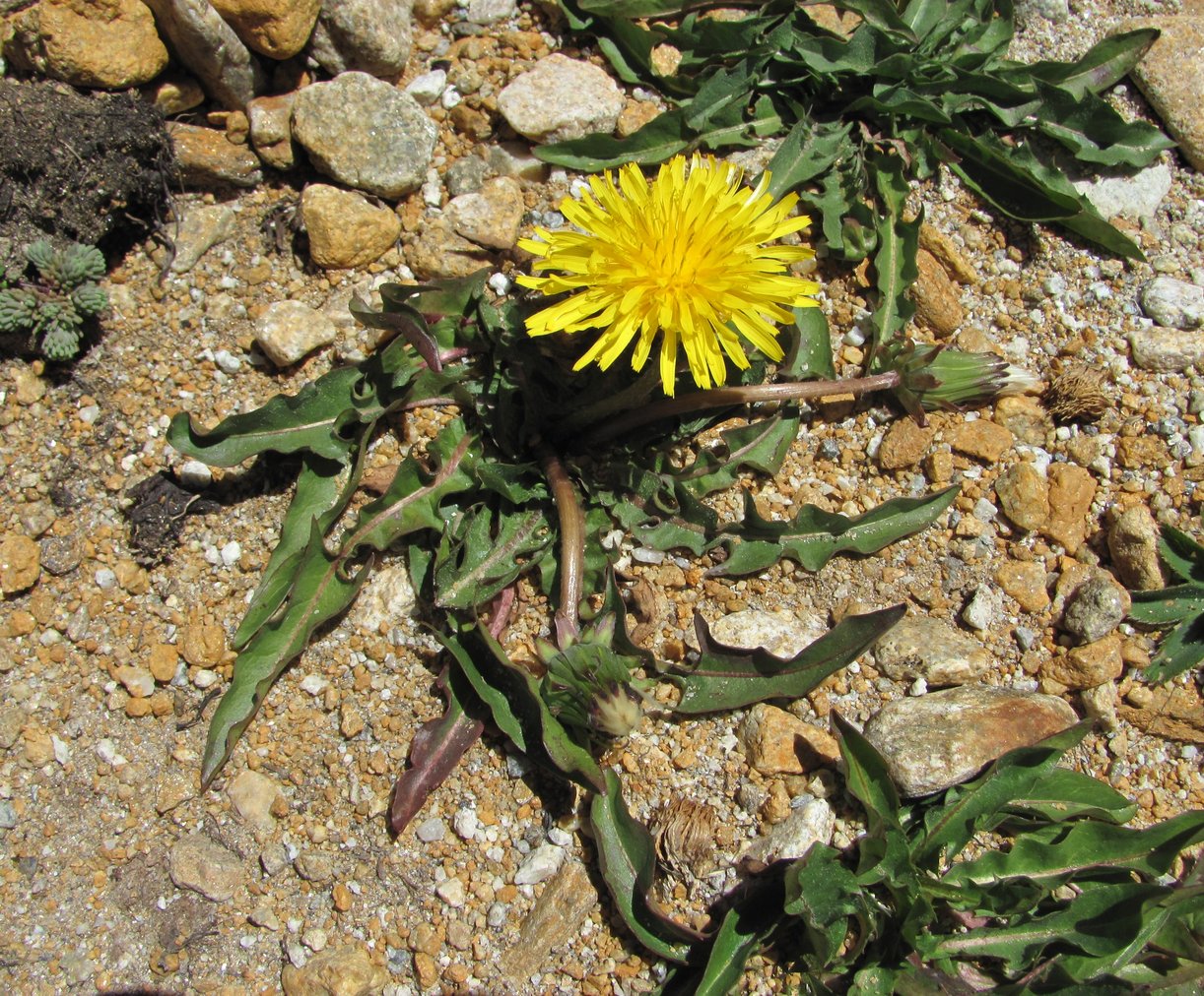 Изображение особи Taraxacum confusum.