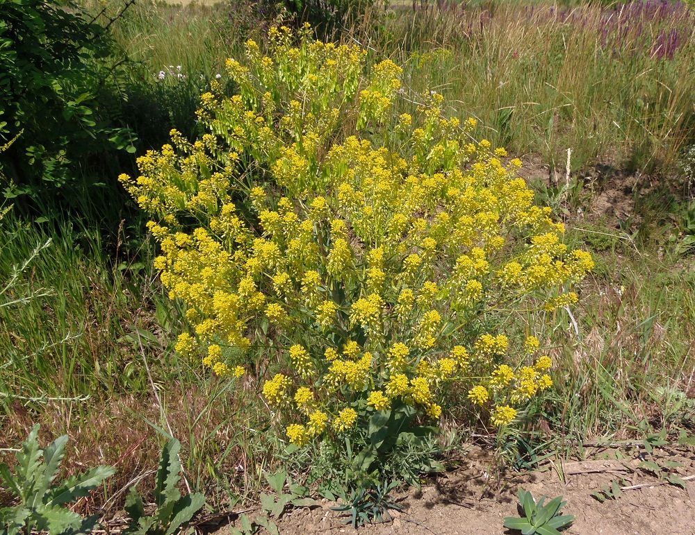 Image of genus Isatis specimen.