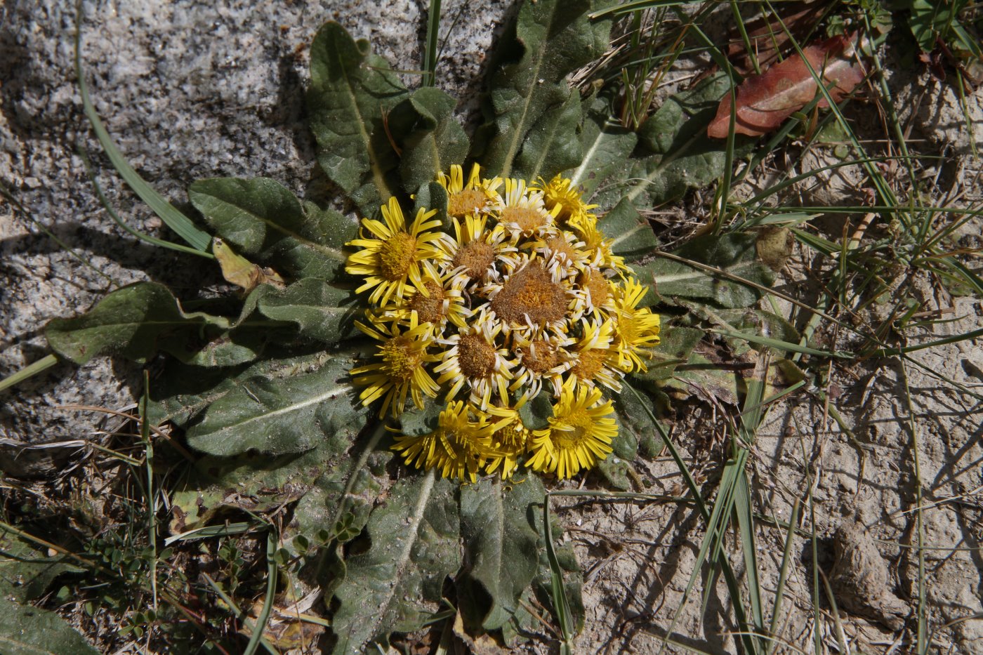 Изображение особи Inula rhizocephala.