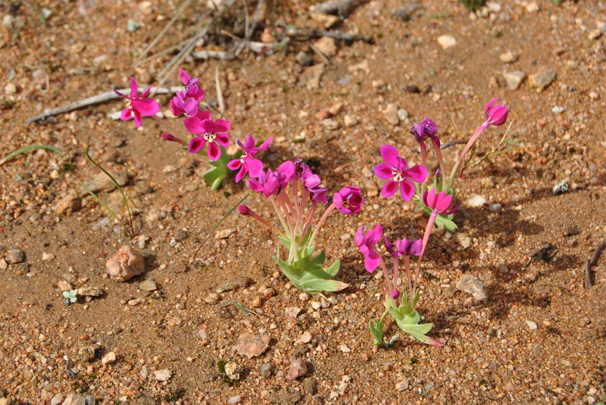 Изображение особи Lapeirousia silenoides.