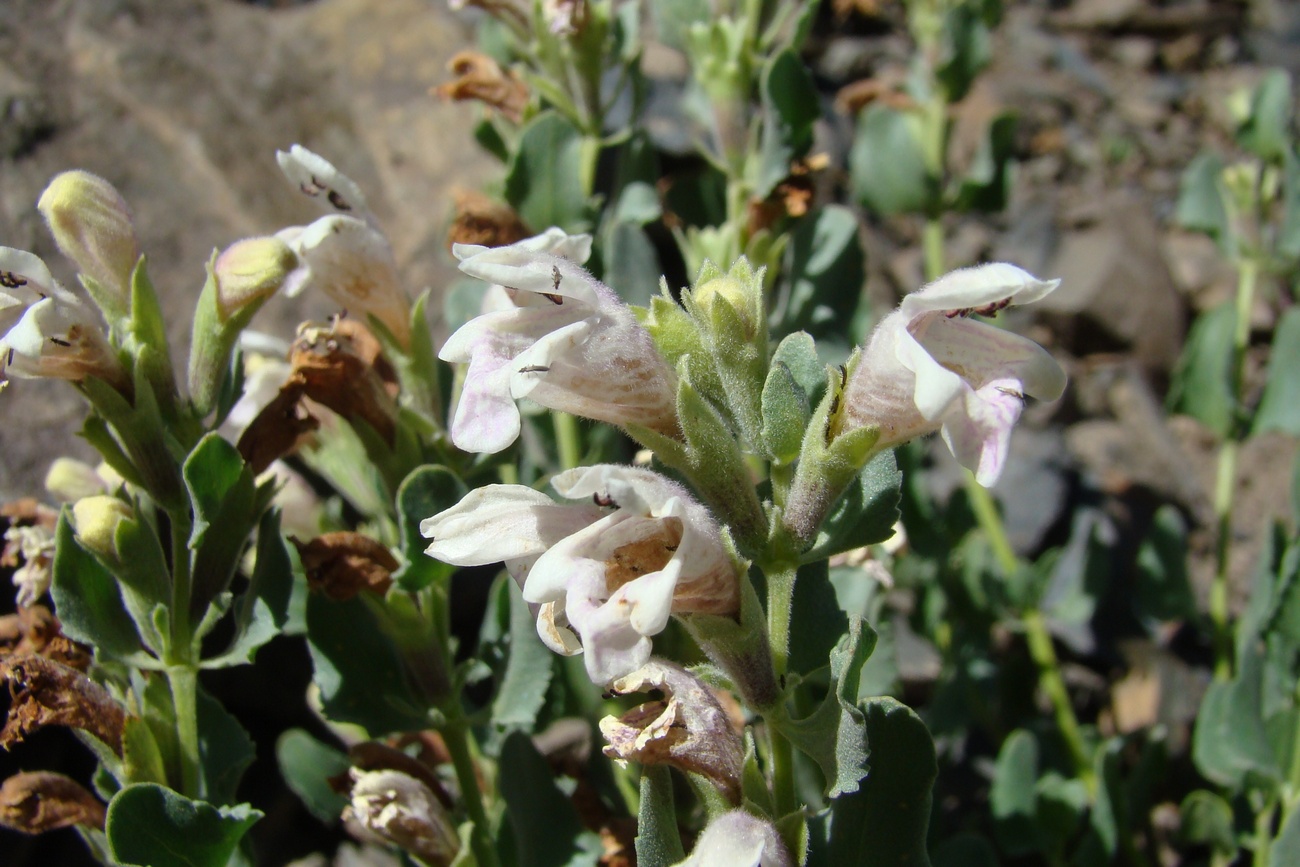 Image of Dracocephalum komarovii specimen.