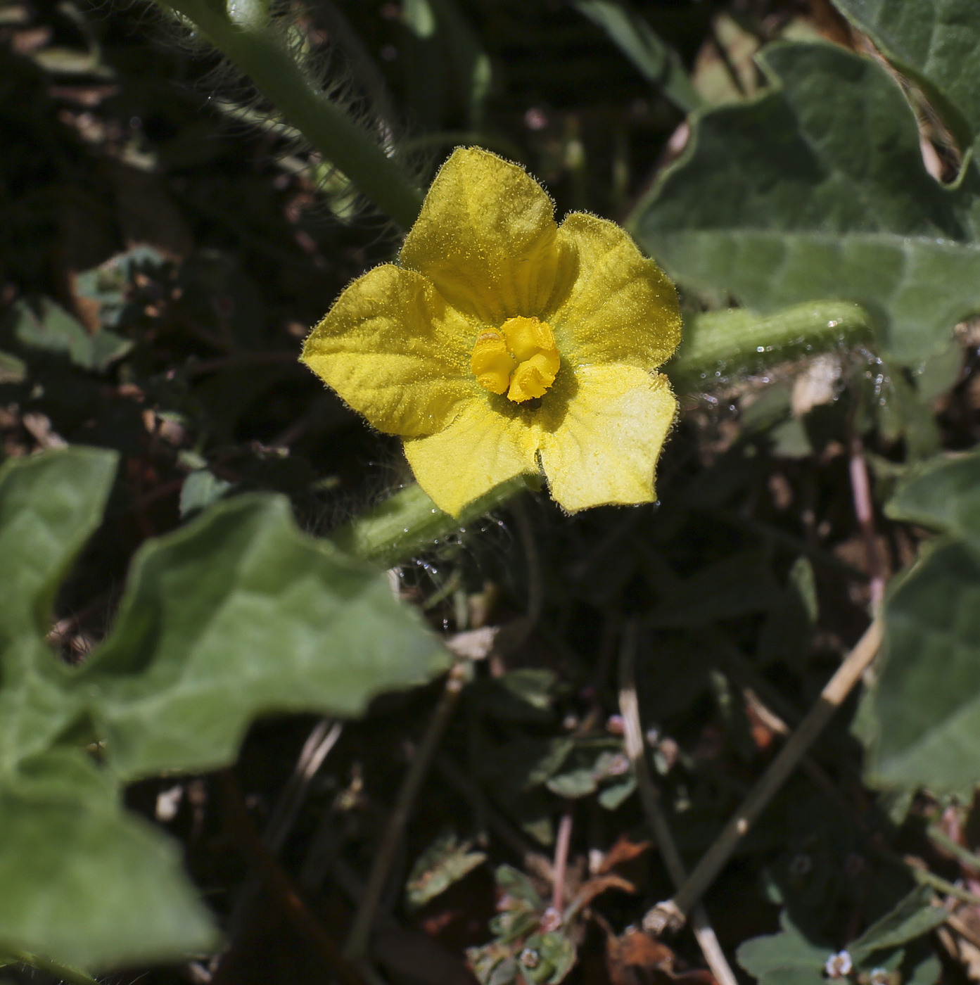 Image of Citrullus lanatus specimen.