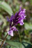 Dactylorhiza psychrophila