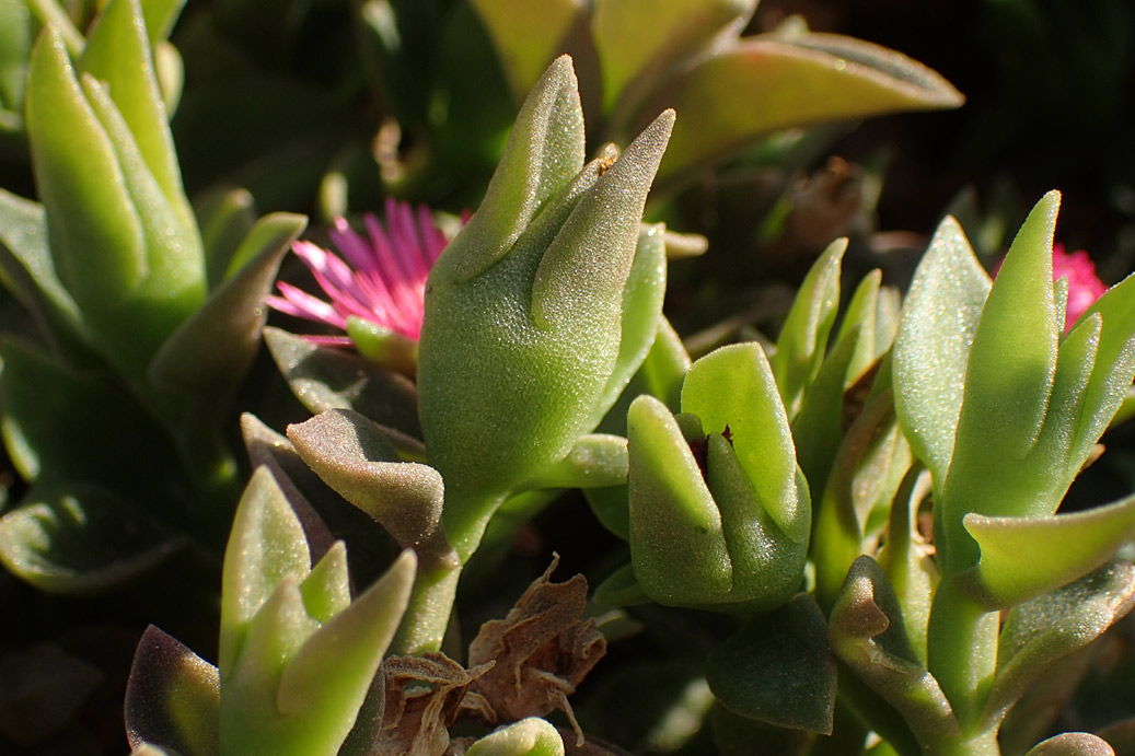 Image of Aptenia × vascosilvae specimen.